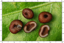 Genea hispidula